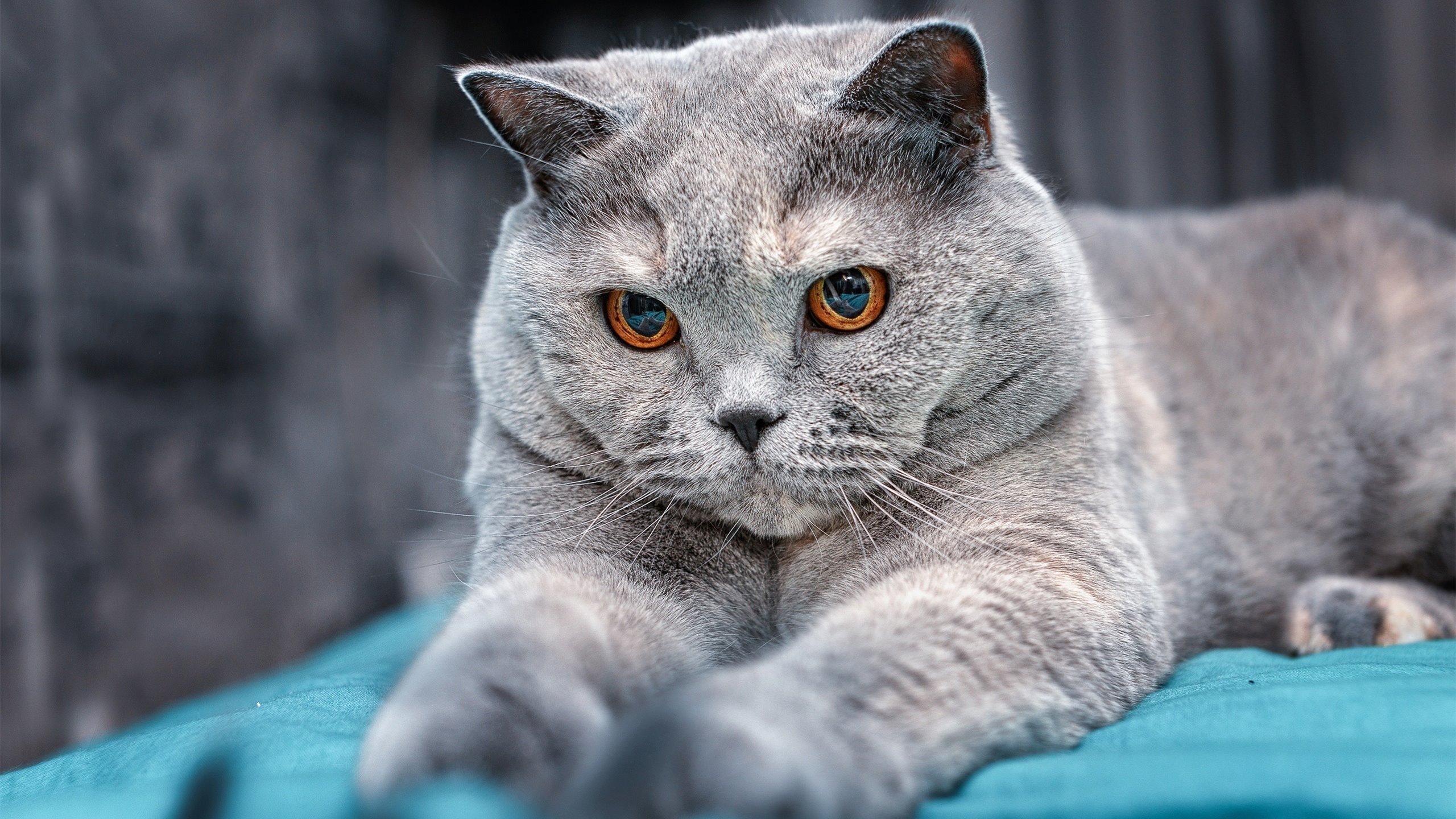 世界杯中国队夺冠 球迷热议激情澎湃,中国队世界杯夺冠段子